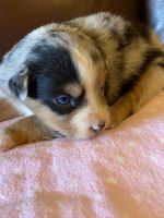 Australian Shepherd Puppies for sale in Apache Junction, AZ 85119, USA. price: NA