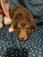 Australian Shepherd Puppies for sale in 135 Front St, Deposit, NY 13754, USA. price: NA