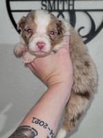 Australian Shepherd Puppies for sale in Paden City, WV 26159, USA. price: NA