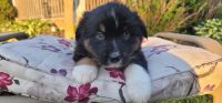Australian Shepherd Puppies for sale in Sudlersville, MD 21668, USA. price: NA