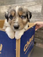 Australian Shepherd Puppies for sale in North Canton, OH, USA. price: NA