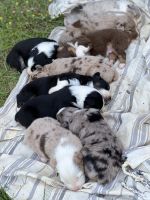 Australian Shepherd Puppies for sale in Gallion, AL 36742, USA. price: NA