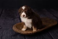 Australian Shepherd Puppies for sale in 157 Old Fall Creek Rd, Monticello, KY 42633, USA. price: NA