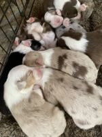 Australian Shepherd Puppies for sale in Kilgore, TX 75662, USA. price: NA