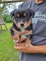 Australian Shepherd Puppies for sale in Fort Atkinson, WI, USA. price: NA