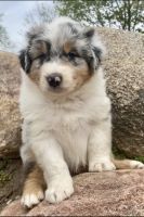 Australian Shepherd Puppies for sale in Independence, IA 50644, USA. price: NA