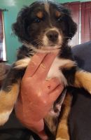 Australian Shepherd Puppies for sale in Yellville, AR 72687, USA. price: NA