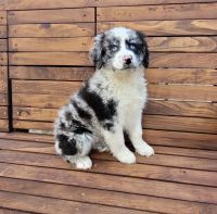 Australian Shepherd Puppies for sale in West End, NC 27376, USA. price: NA