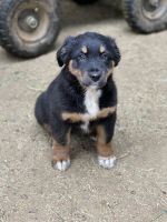 Australian Shepherd Puppies for sale in Government Camp, OR 97028, USA. price: NA