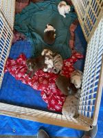 Australian Shepherd Puppies for sale in Paris, TN 38242, USA. price: NA