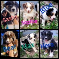 Australian Shepherd Puppies for sale in Sarasota, FL 34232, USA. price: NA