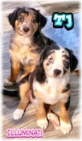 Australian Shepherd Puppies for sale in Seattle, WA, USA. price: NA