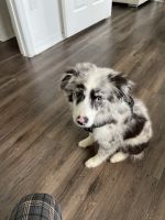 Australian Shepherd Puppies for sale in Westchase, FL 33626, USA. price: NA