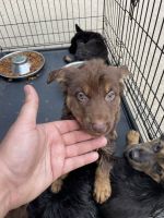 Australian Shepherd Puppies for sale in Georgetown, KY 40324, USA. price: NA