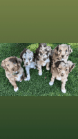 Australian Shepherd Puppies for sale in Bluffdale, UT, USA. price: NA