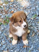 Australian Shepherd Puppies for sale in Fort Mill, SC, USA. price: NA