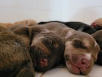 Australian Shepherd Puppies for sale in Dickinson, TX 77539, USA. price: NA
