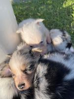 Australian Shepherd Puppies for sale in Newton, KS, USA. price: NA