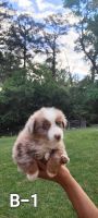 Australian Shepherd Puppies for sale in Dalton, GA, USA. price: NA