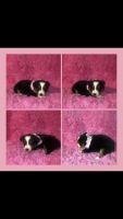 Australian Shepherd Puppies for sale in Bloomfield, MO 63825, USA. price: NA