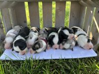 Australian Shepherd Puppies for sale in Harrison, AR 72601, USA. price: NA