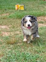Australian Shepherd Puppies for sale in Bowman, GA 30624, USA. price: NA
