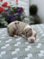 Australian Shepherd Puppies for sale in St Croix, IN 47576, USA. price: NA