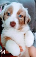 Australian Shepherd Puppies for sale in Wichita Falls, TX, USA. price: NA