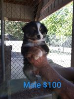 Australian Shepherd Puppies for sale in 342 To the River Ln, Morrison, TN 37357, USA. price: NA