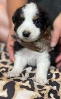 Australian Shepherd Puppies for sale in Kilgore, TX 75662, USA. price: NA