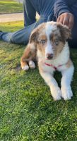 Australian Shepherd Puppies for sale in Corona, CA, USA. price: NA