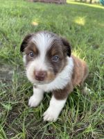 Australian Shepherd Puppies for sale in Opp, AL 36467, USA. price: NA