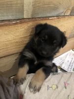 Australian Shepherd Puppies for sale in Staples, MN 56479, USA. price: NA