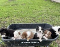 Australian Shepherd Puppies for sale in Coalgate, OK 74538, USA. price: NA