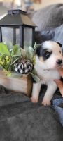 Australian Shepherd Puppies for sale in Greenville, SC, USA. price: NA