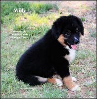 Australian Shepherd Puppies for sale in Ranger, TX 76470, USA. price: NA