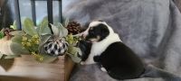 Australian Shepherd Puppies for sale in Greenville, SC, USA. price: NA