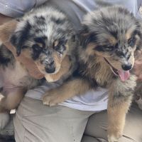 Australian Shepherd Puppies for sale in Opelousas, LA 70570, USA. price: NA
