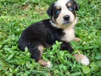 Australian Shepherd Puppies for sale in Columbia, TN 38401, USA. price: NA
