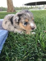 Australian Shepherd Puppies for sale in Seminole, TX 79360, USA. price: NA