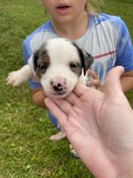 Australian Shepherd Puppies for sale in Mt Airy, NC 27030, USA. price: NA