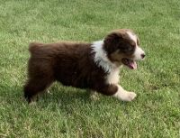 Australian Shepherd Puppies for sale in Eagleville, MO 64442, USA. price: NA