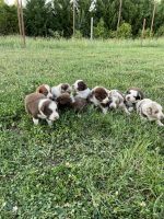 Australian Shepherd Puppies for sale in Anderson, SC, USA. price: NA