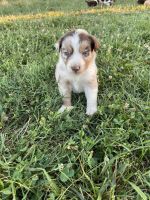 Australian Shepherd Puppies for sale in Anderson, SC, USA. price: NA