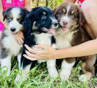 Australian Shepherd Puppies for sale in Mountain Home, AR, USA. price: NA