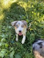 Australian Shepherd Puppies for sale in Bellevue, OH 44811, USA. price: NA
