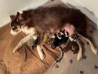 Australian Shepherd Puppies for sale in Springfield, IL, USA. price: NA
