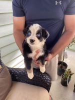 Australian Shepherd Puppies for sale in Westminster, SC 29693, USA. price: NA