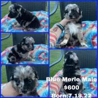 Australian Shepherd Puppies for sale in Fort Morgan, CO 80701, USA. price: NA