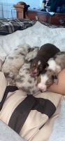 Australian Shepherd Puppies for sale in Stevensville, MD 21666, USA. price: NA